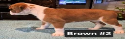 Boxer dogs for sale: Brown #2 - Ad 2