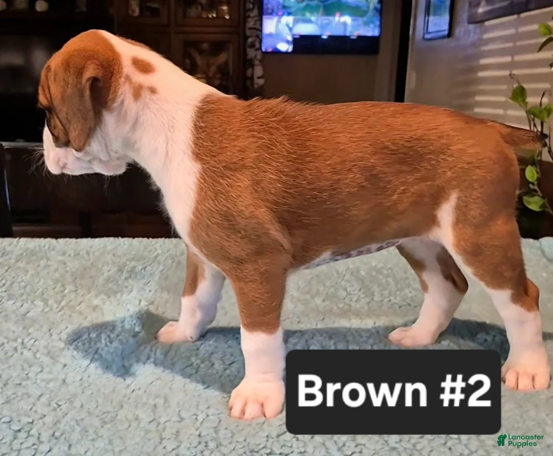 Boxer dogs for sale: Brown #2 - Ad 2