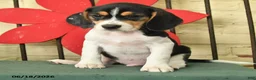 Beagle dogs for sale: Silas - Ad 2