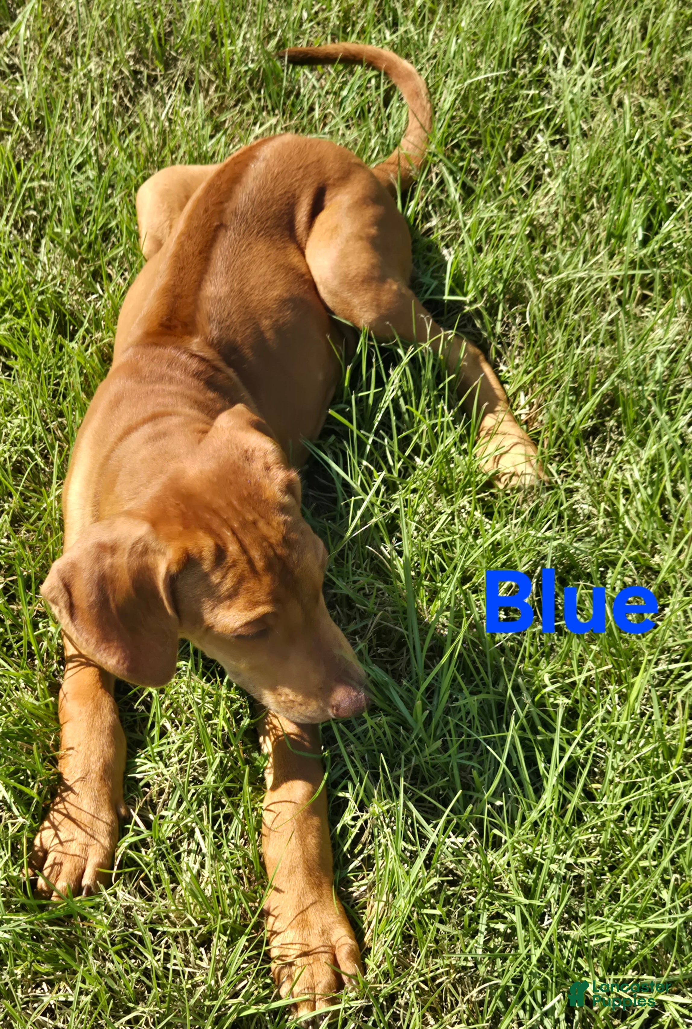 Rhodesian Ridgeback dogs for sale: Dk Blue Boy  - Ad 1