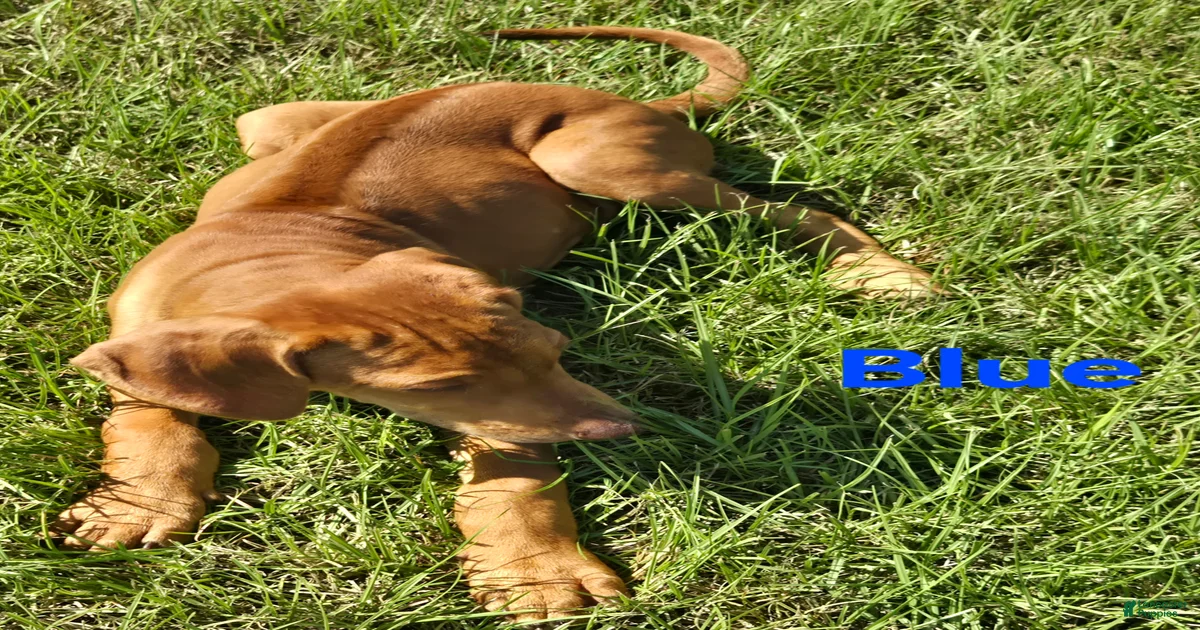Blue Rhodesian Ridgeback Puppies for sale | Lancaster Puppies