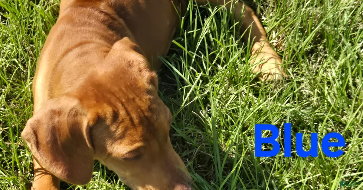 Giant Ridgeback Blue Rhodesian Ridgeback Puppies for sale | Lancaster Puppies