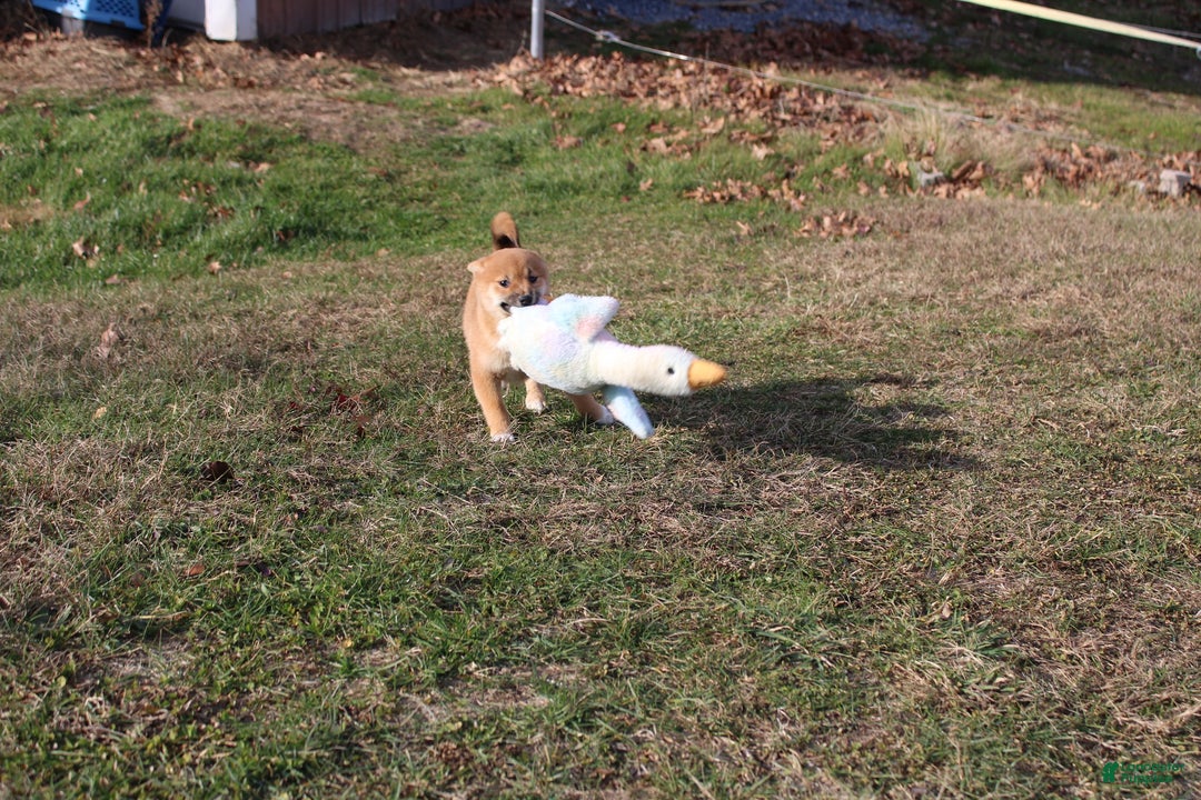 Shiba Inu dogs for sale: Aphrodite  - Ad 4