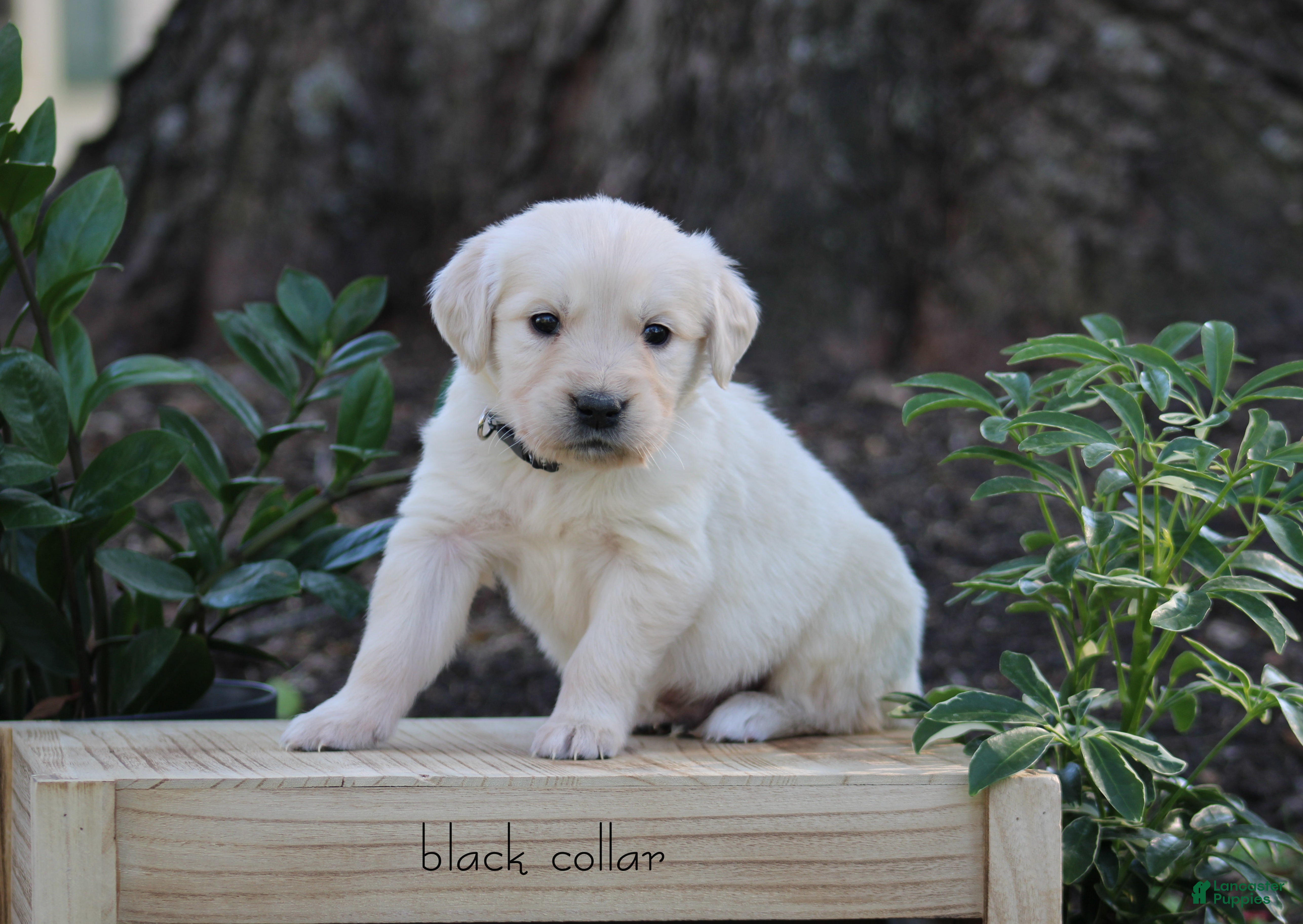 Golden Retriever dogs Golden Retriever Black Collar - Ad 2