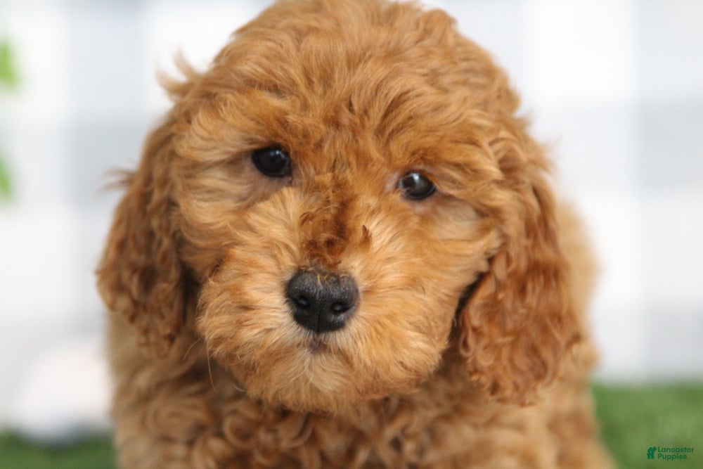 Mini Goldendoodle dogs Merle - Ad 33