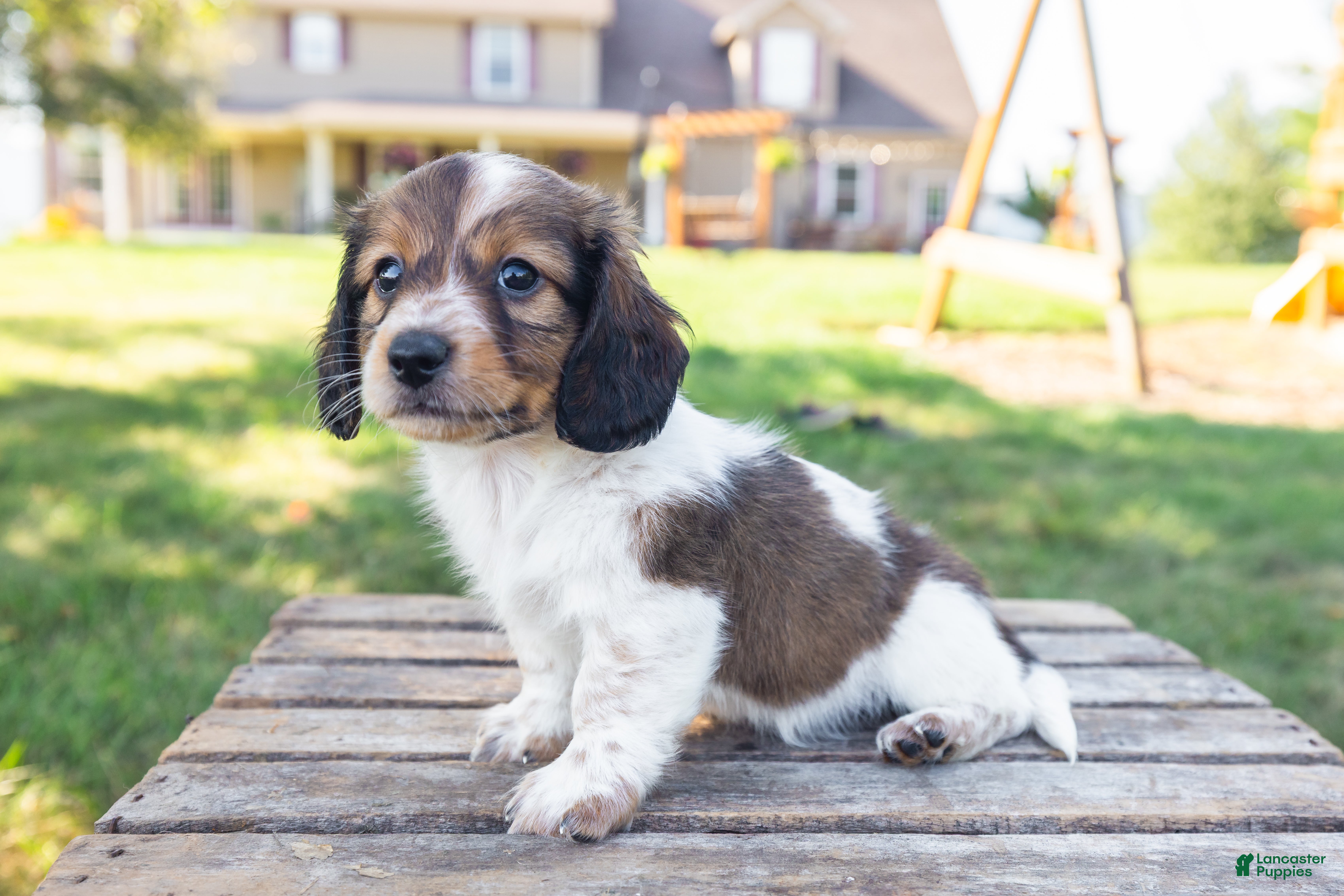 Miniature Dachshund dogs Calvin - Ad 2