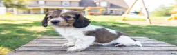 Miniature Dachshund dogs for sale: Calvin - Ad 2
