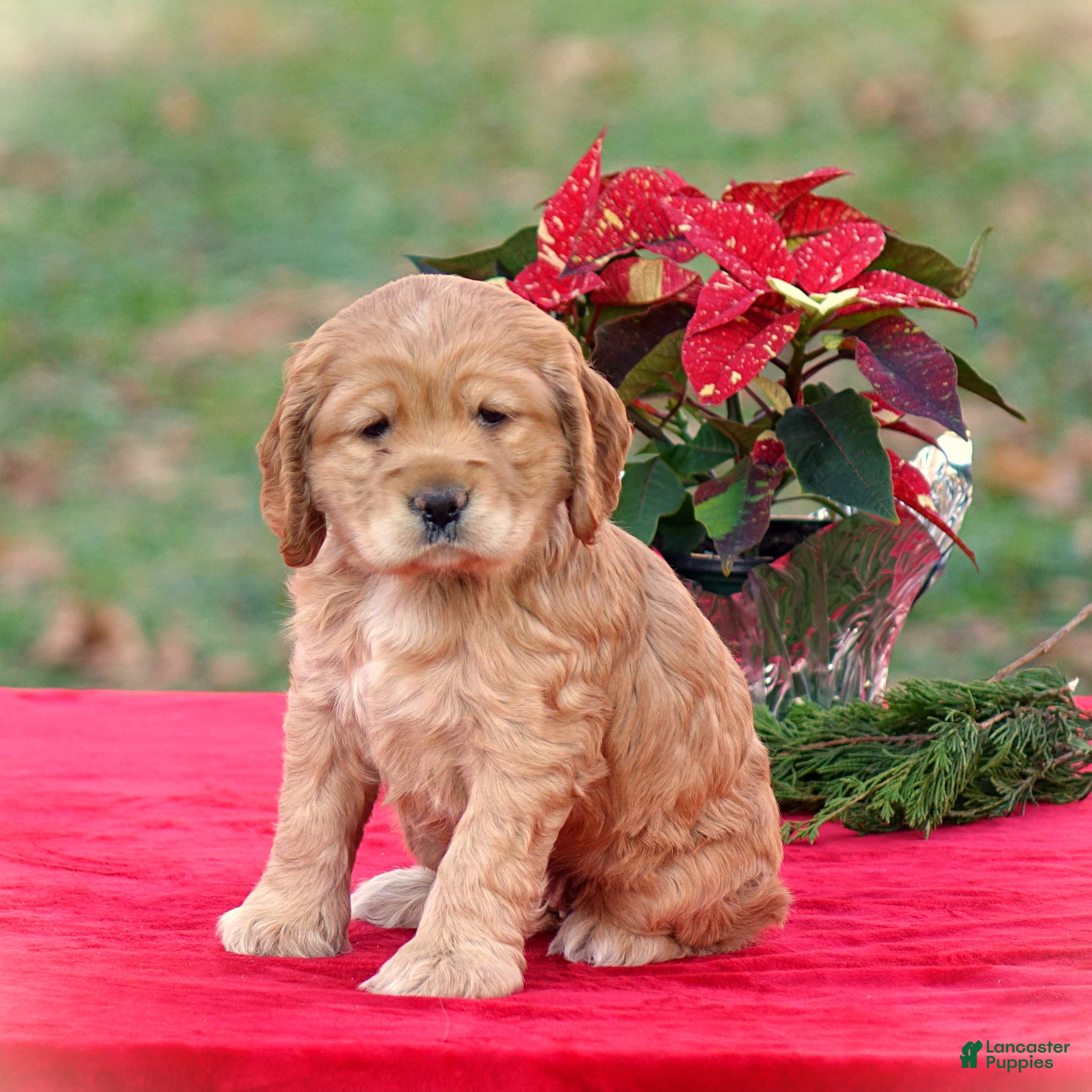 Cocker Spaniel dogs Jacqueline - Ad 34