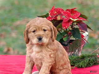 Cocker Spaniel dogs Jacqueline - Ad 34