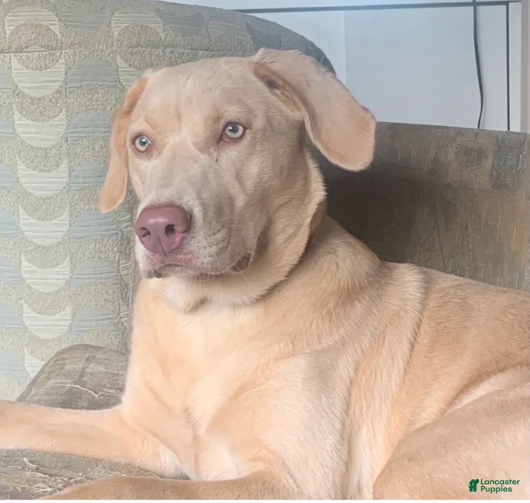 Labrador Retriever dogs for sale: Milo - Ad 2