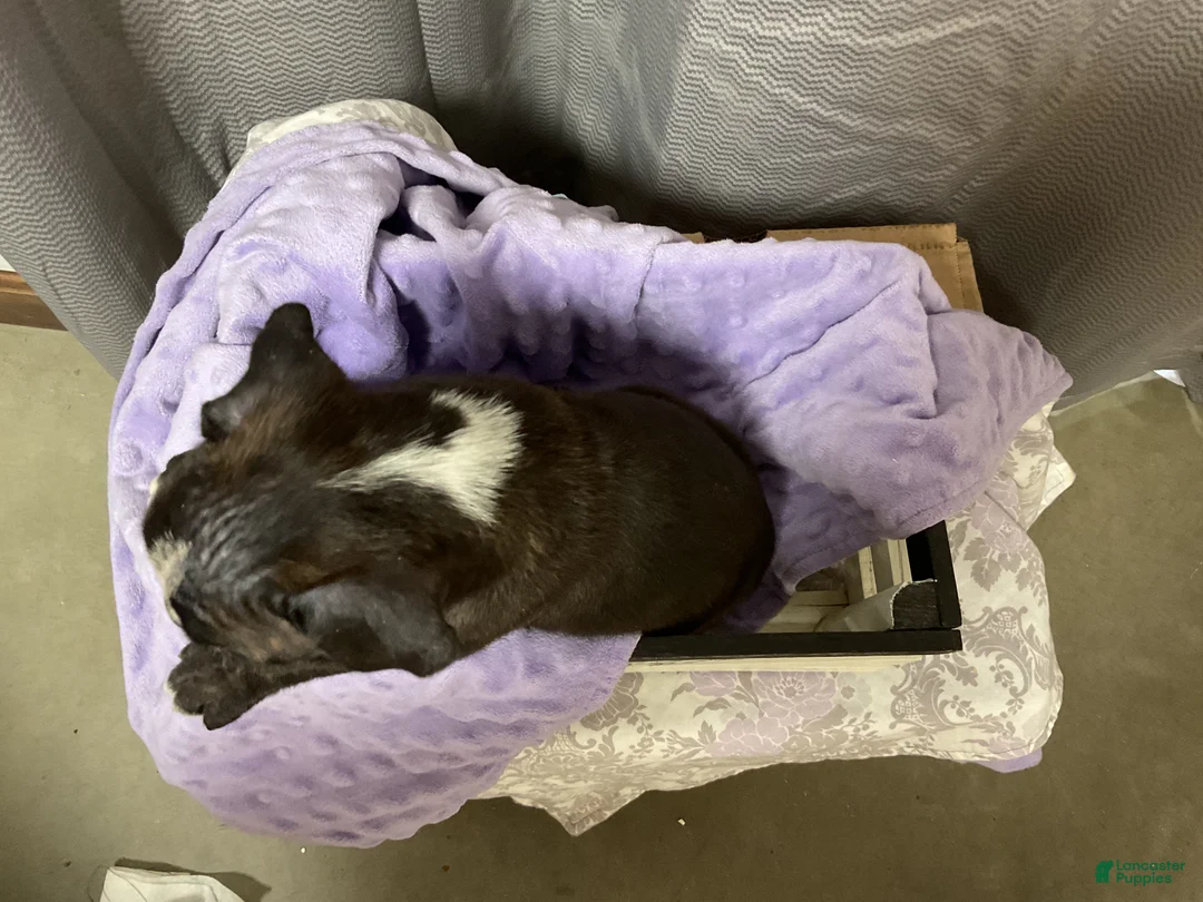 Boxer dogs for sale: 🌷 TULIP - Ad 3