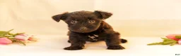 Yorkiepoo dogs for sale: Dolly - Ad 1