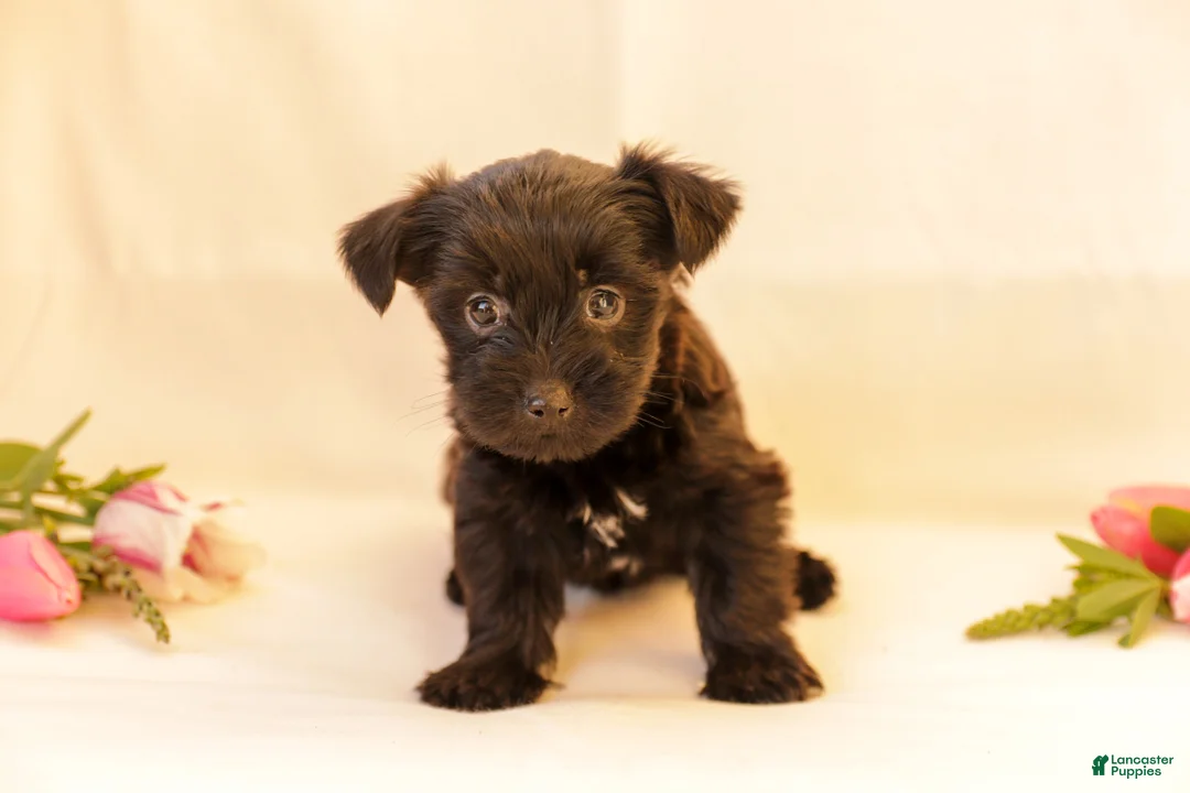 Yorkiepoo dogs for sale: Dolly - Ad 1