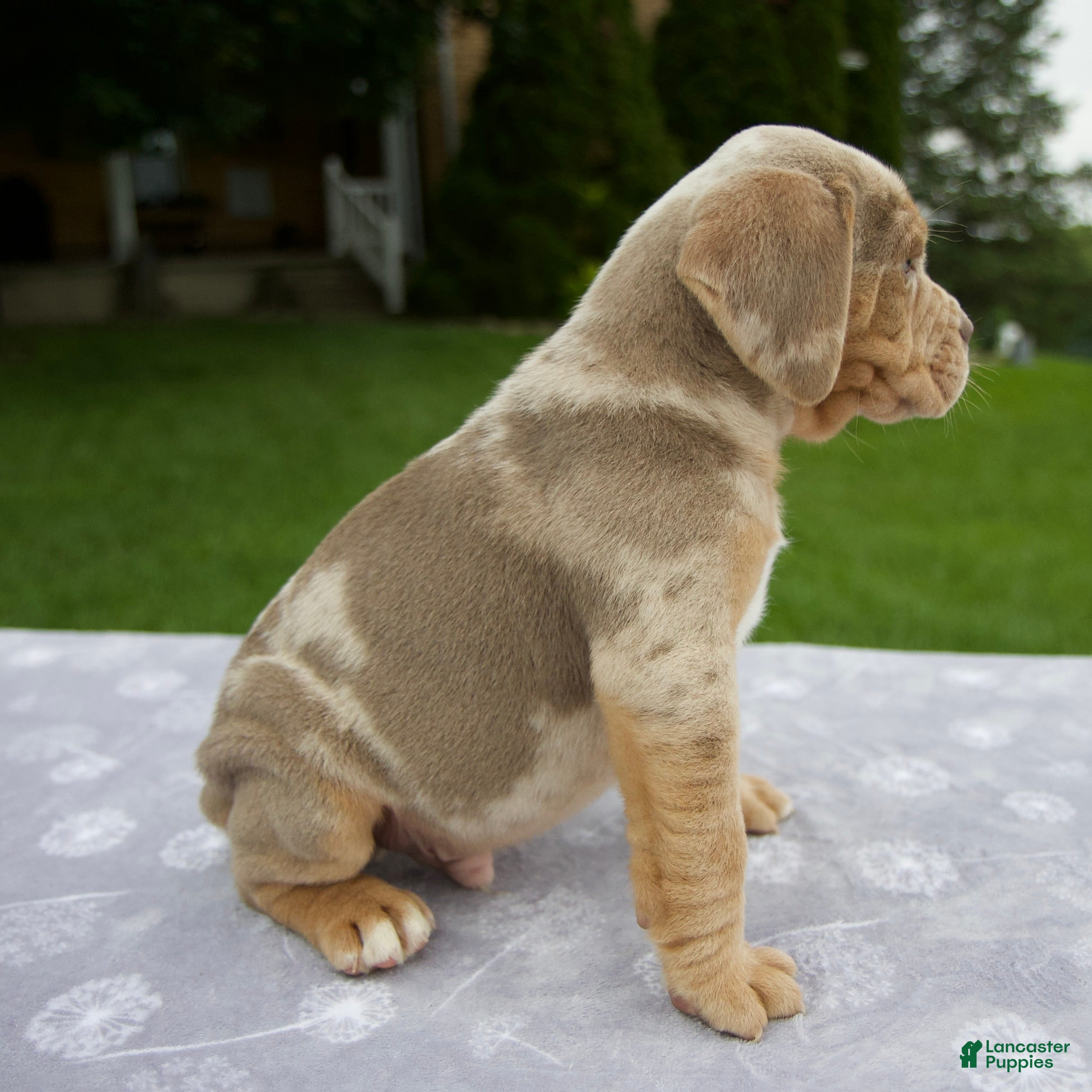 Beabull dogs Dexter - Ad 2