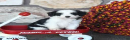 Mini Bernedoodle dogs for sale: Cupcake - Ad 1