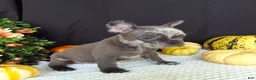 French Bulldog dogs for sale: Maggie - Ad 6