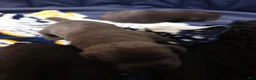 Cane Corso dogs for sale: Cane Corso 3 - Ad 3