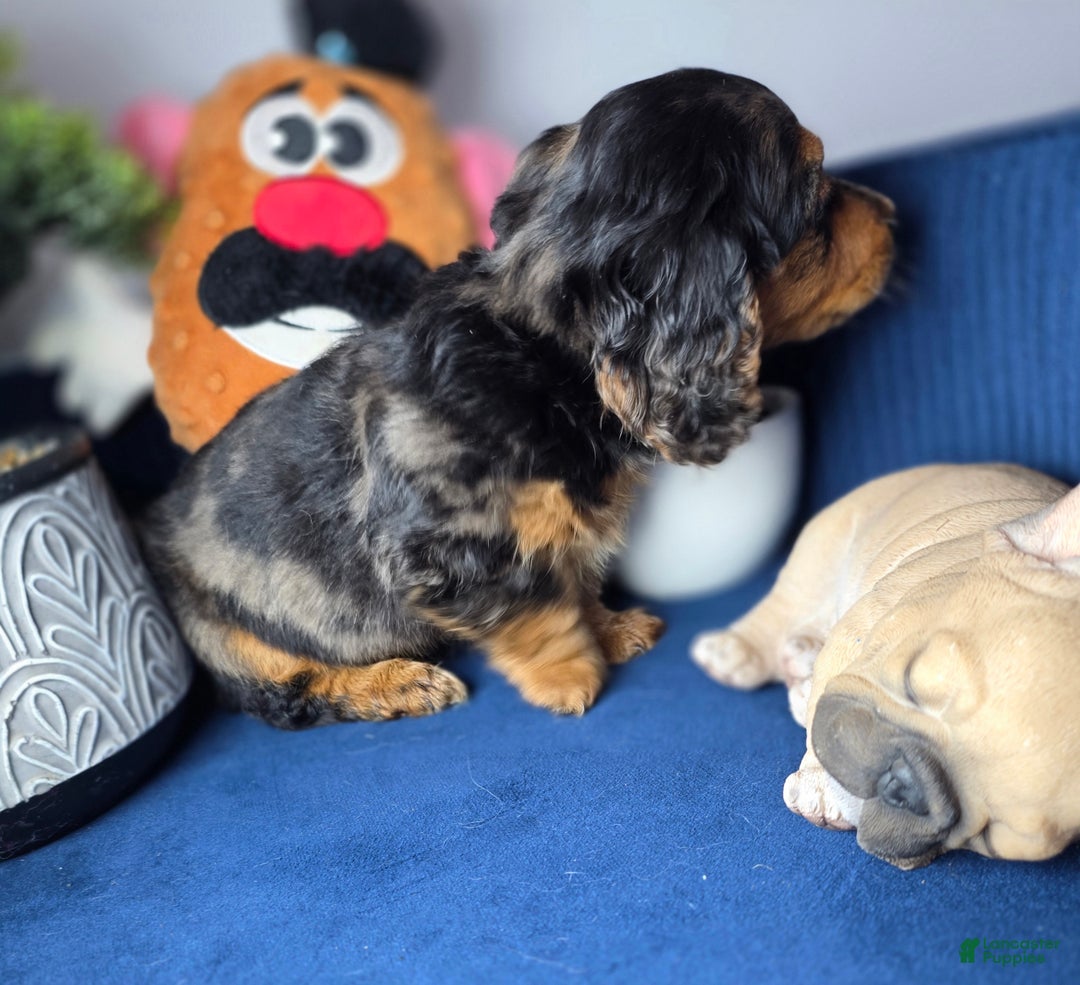 Miniature Dachshund dogs for sale: Miniature Dachshund estrella - Ad 5