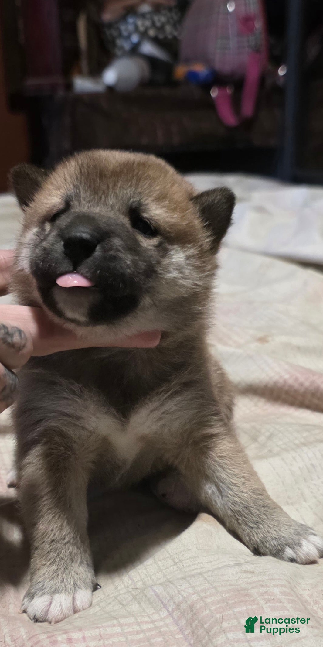 Shiba Inu dogs Shiba Inu Puppy 5 - Ad 1