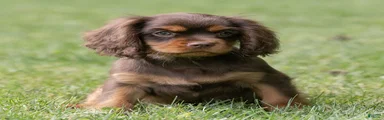 Shadow Cavalier King Charles Spaniel 