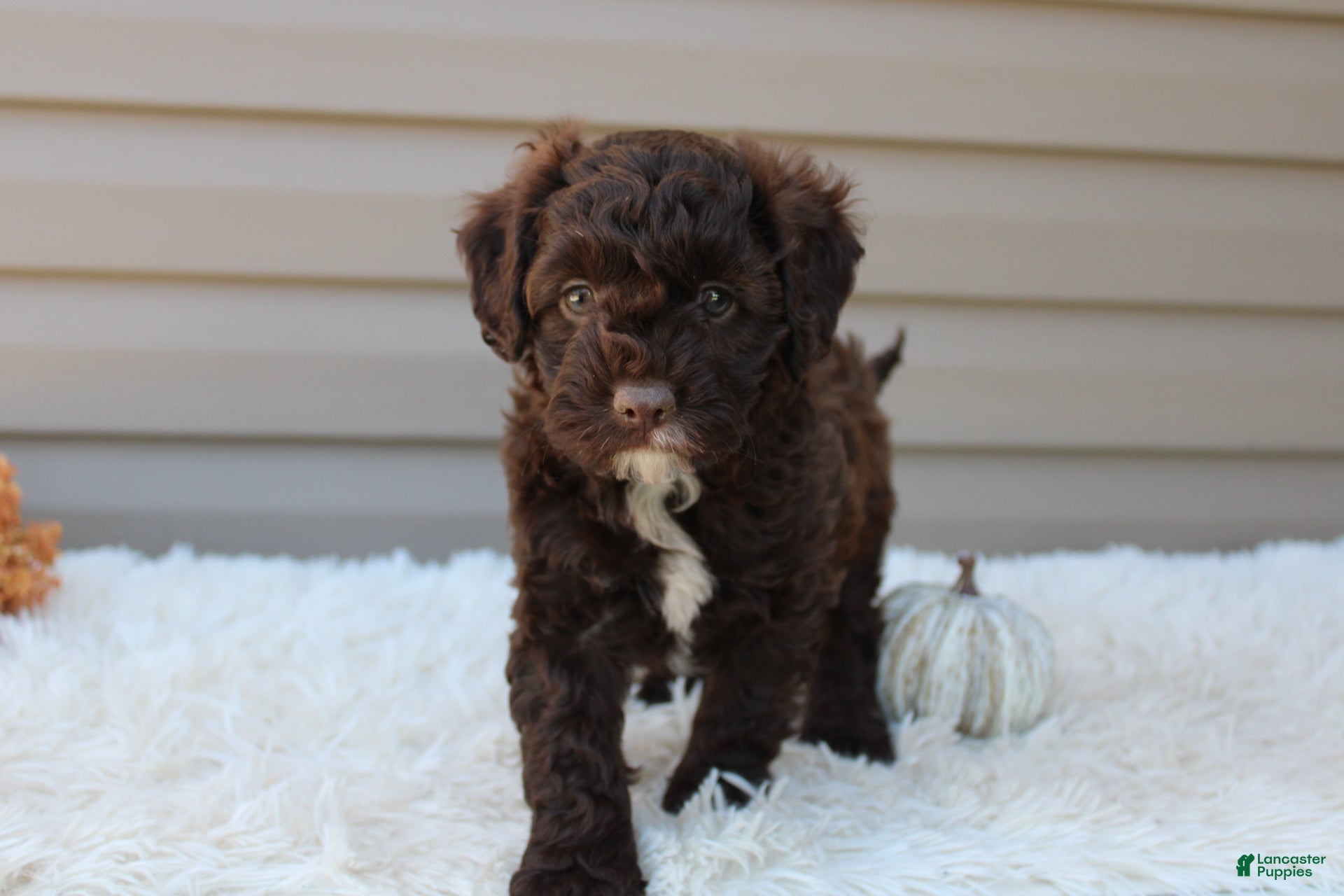 Cavapoo dogs for sale: Jasper - Ad 1