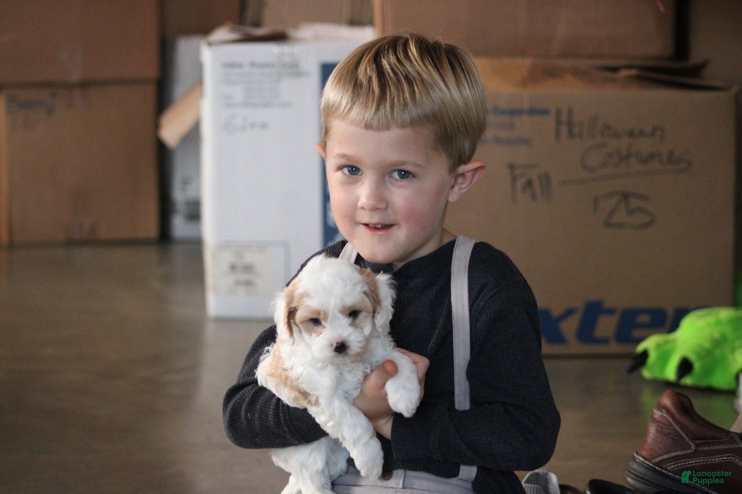 Cavapoo dogs for sale: Theo - Ad 12