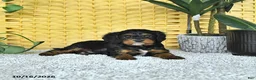 Cavapoo dogs for sale: Deacon - Ad 3