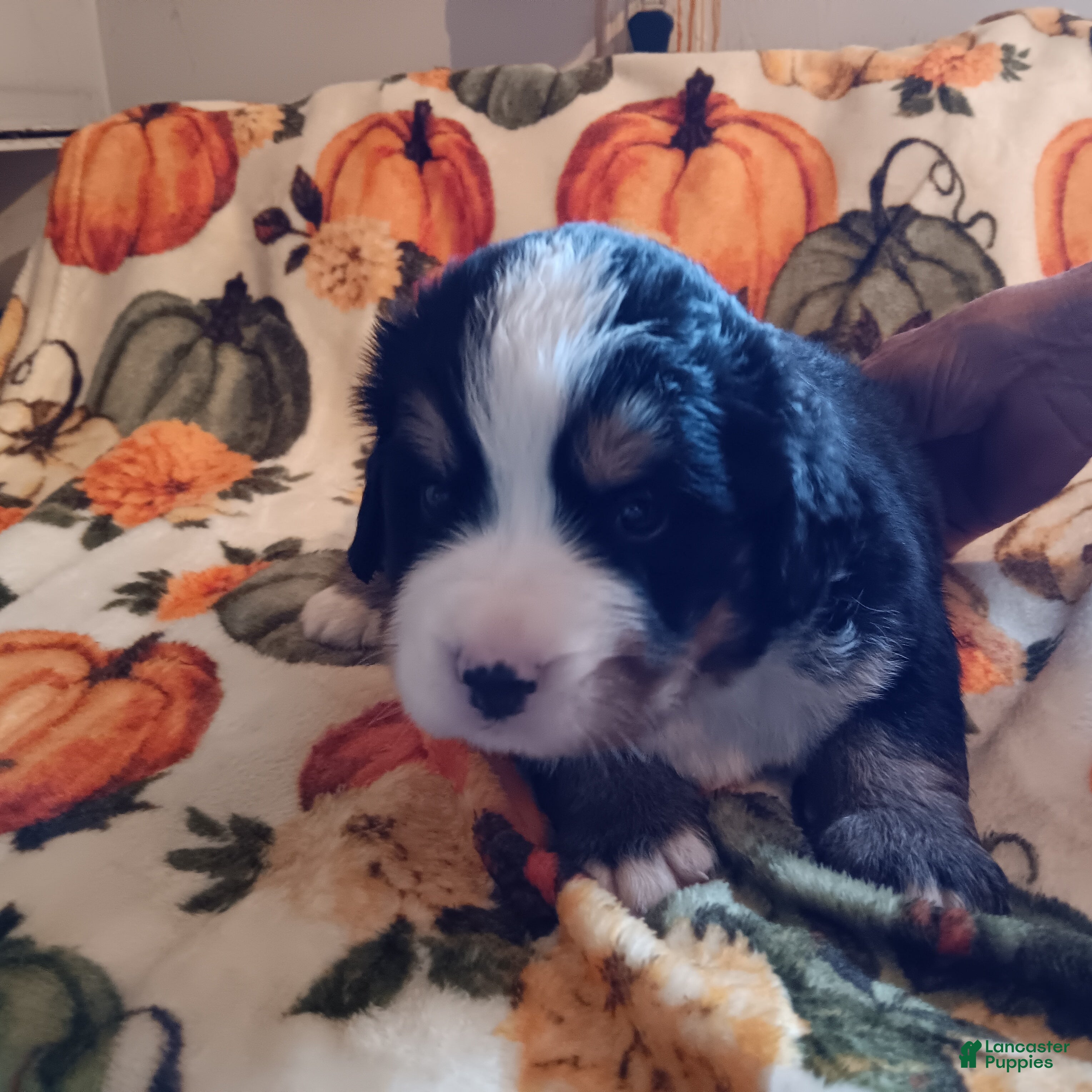 Bernese Mountain Dog dogs Duke - Ad 5
