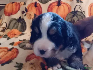 Bernese Mountain Dog dogs Duke - Ad 5