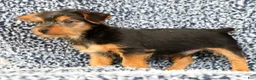 Yorkshire Terrier dogs for sale: Andrew - Ad 5