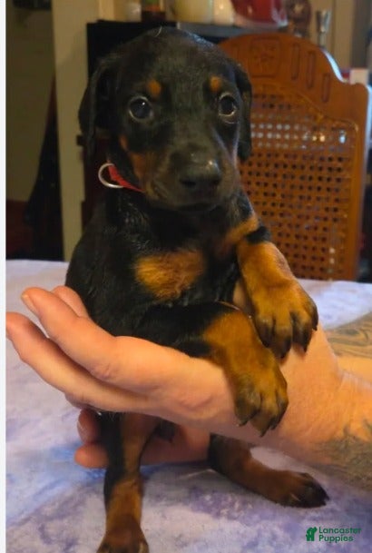 Doberman Pinscher dogs Nova - Ad 40