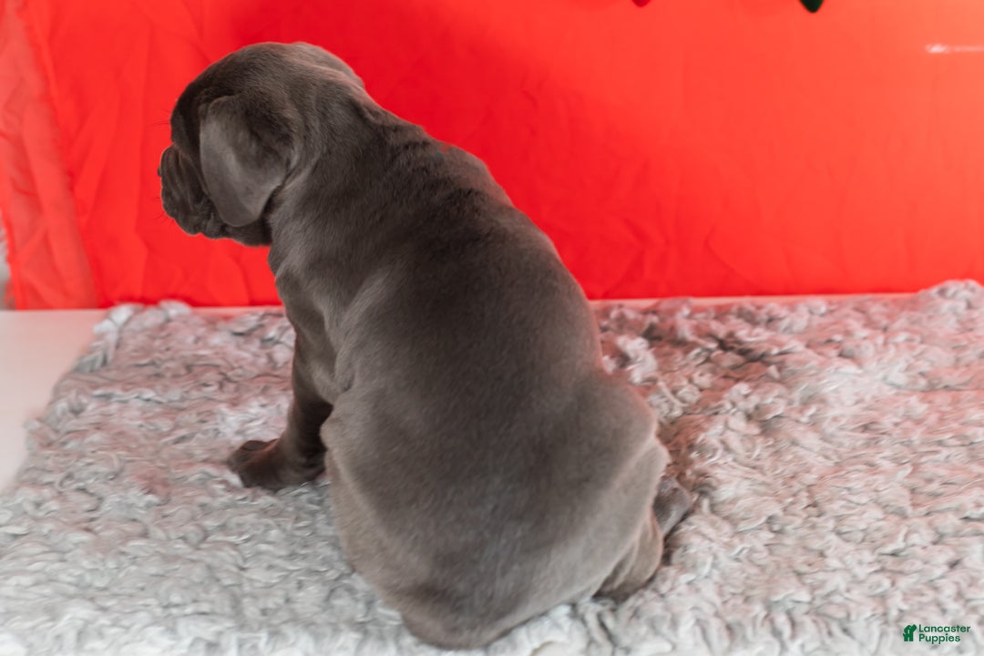 Cane Corso dogs for sale: Sarge  - Ad 7