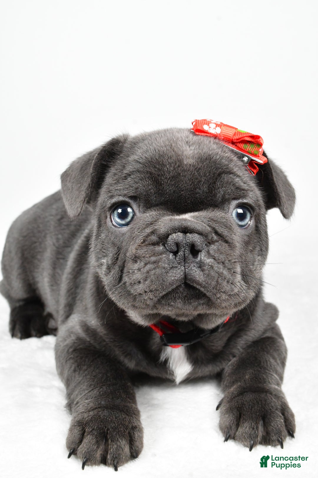 French Bulldog dogs for sale: Austin  - Ad 1