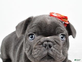 French Bulldog dogs Austin - Ad 24