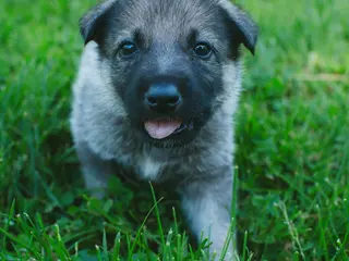 Mixed Breed dogs Hania - Ad 41