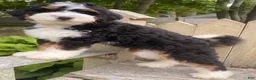 Mini Bernedoodle dogs for sale: 🩵IN BOSTON MASSACHUSETTS AREA🩵TRADITIONAL TRI COLOR🩵MINI BERNEDOODLE🩵 - Ad 6