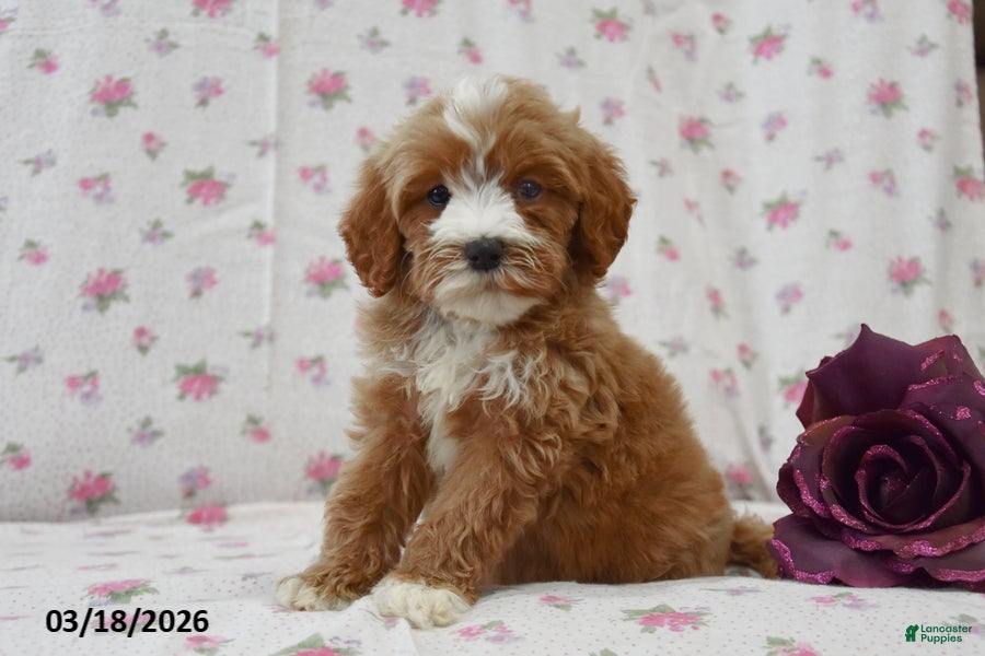 Cavapoo dogs Kimmy - Ad 2