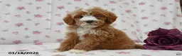 Cavapoo dogs for sale: Kimmy - Ad 2