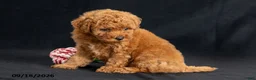 Mini Goldendoodle dogs for sale: Dora - Ad 6