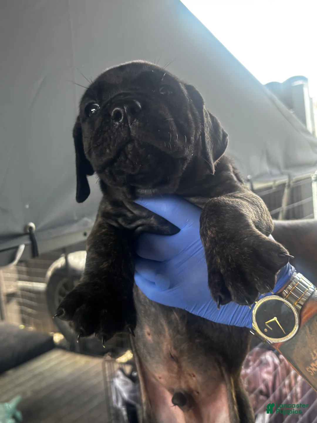 Cane Corso dogs for sale: Cane Corso Puppy 2 - Ad 1