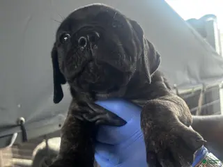 Cane Corso dogs Cane Corso Puppy 2 - Ad 6