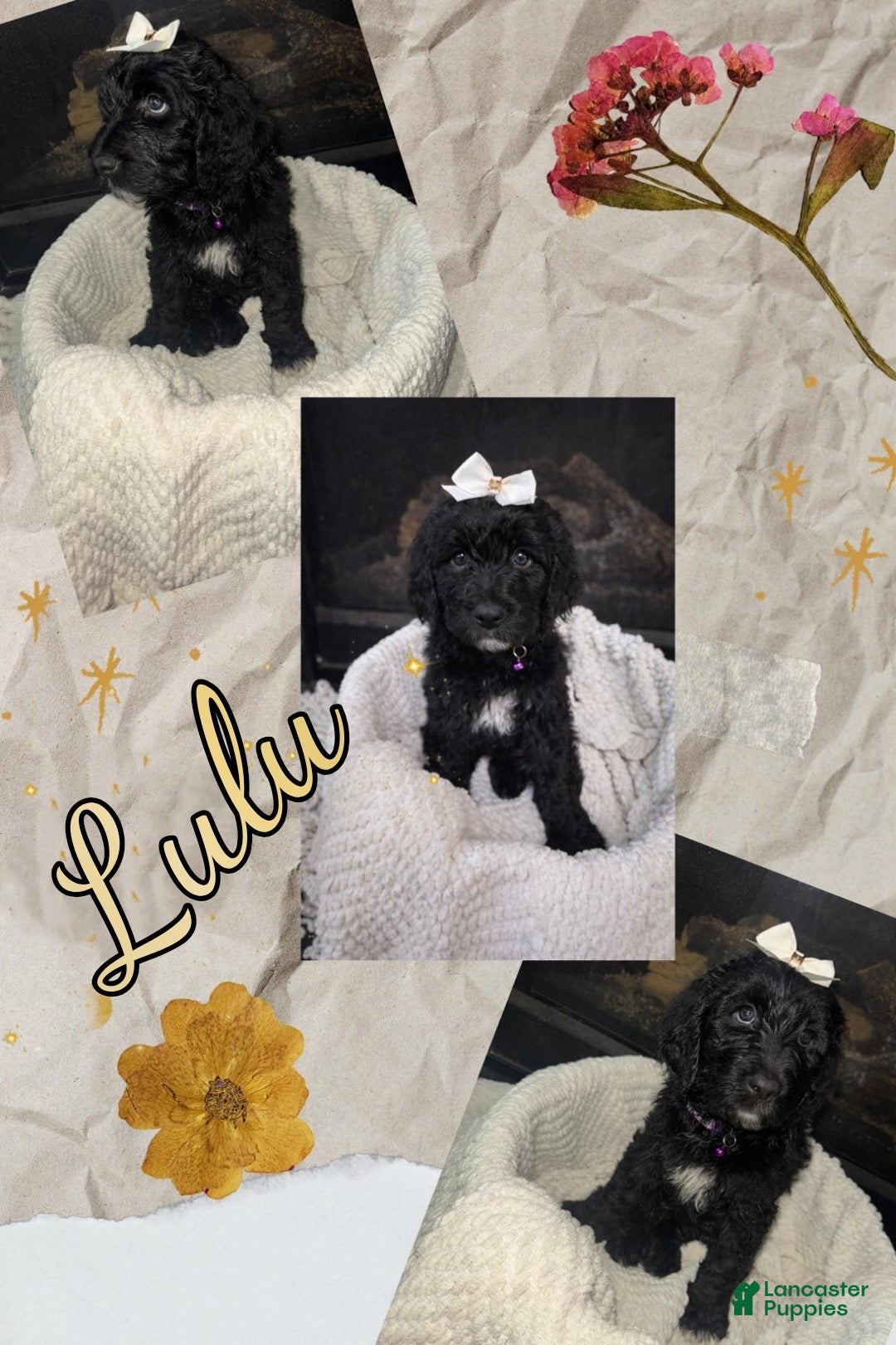 Double Doodle dogs Double Doodle Puppy 6 - Ad 6