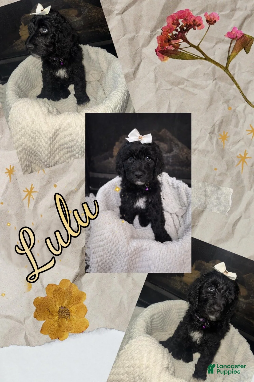 Double Doodle dogs for sale: Double Doodle Puppy 6 - Ad 1