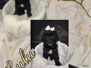 Double Doodle dogs Double Doodle Puppy 6 - Ad 6