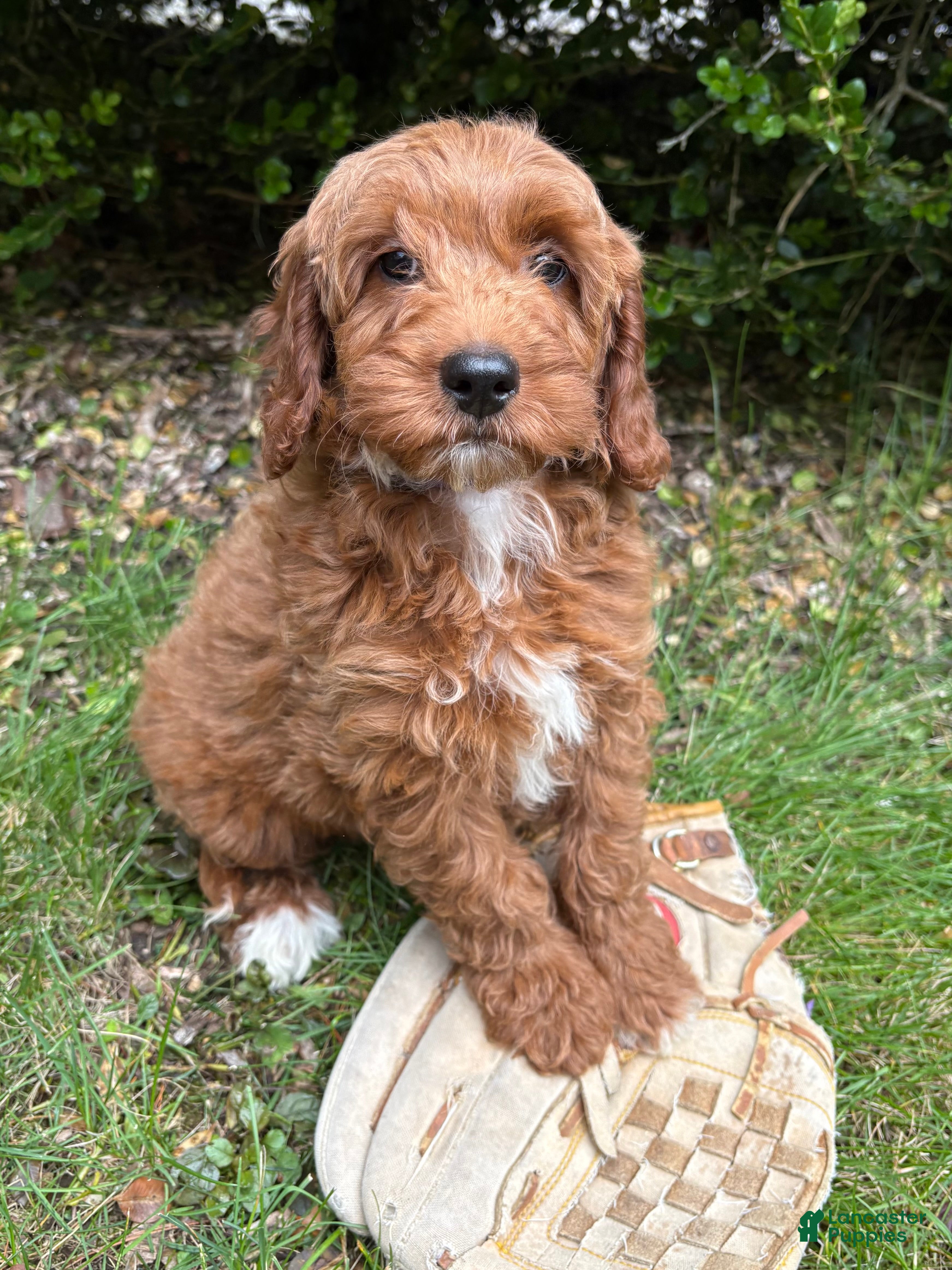 Goldendoodle dogs Allie - Ad 2