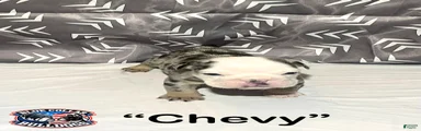 English Bulldog Puppy - Chevy 