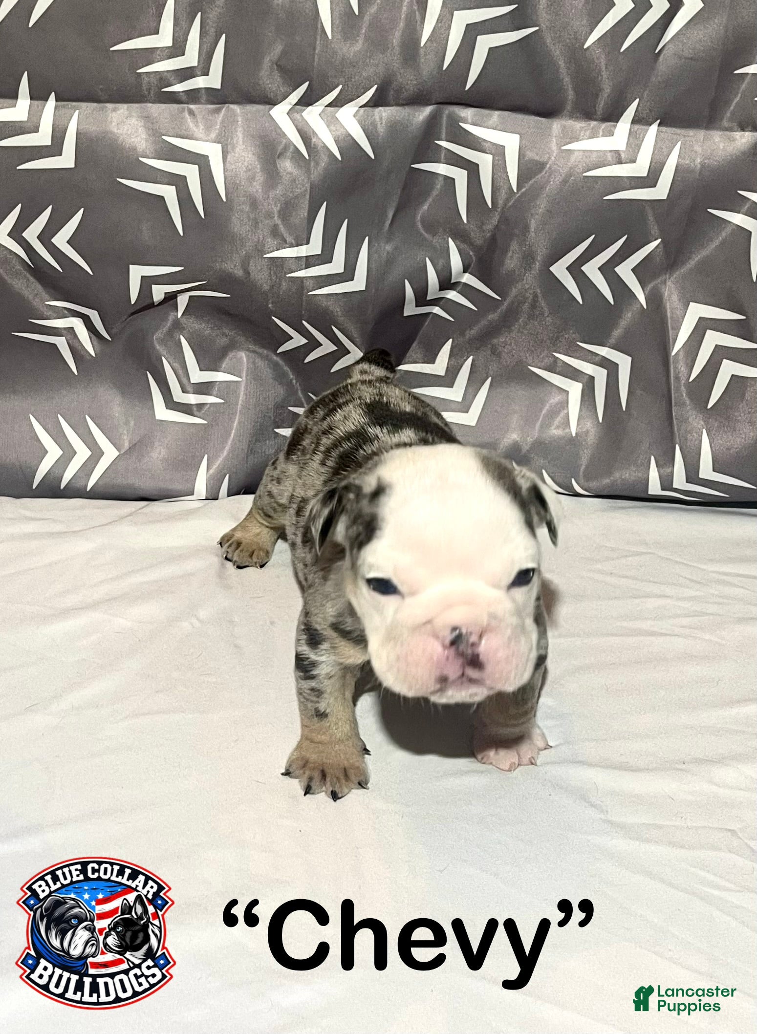 English Bulldog dogs for sale: English Bulldog Puppy - Chevy  - Ad 6