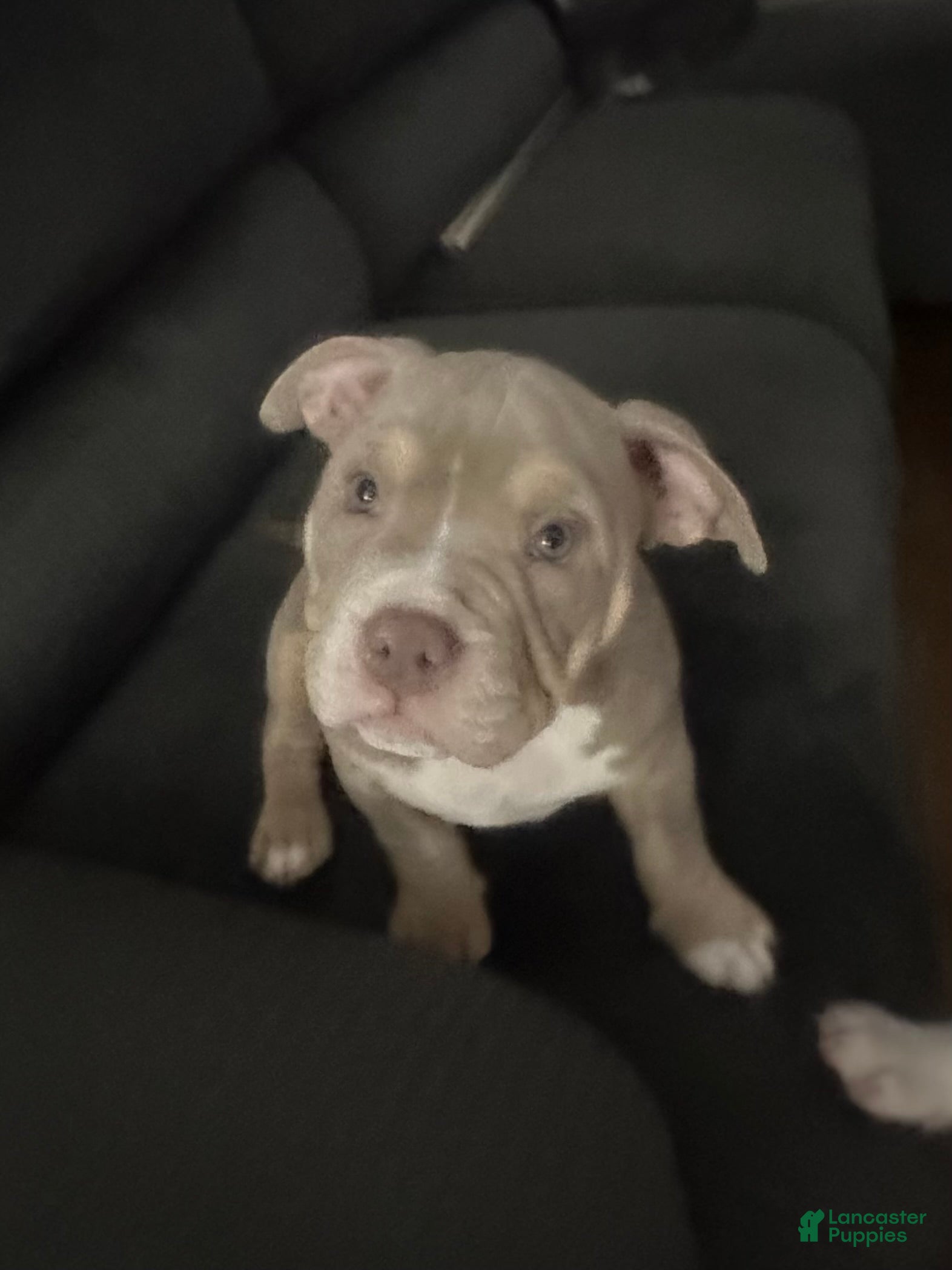American Bully dogs American Bully Puppy 3 - Ad 17