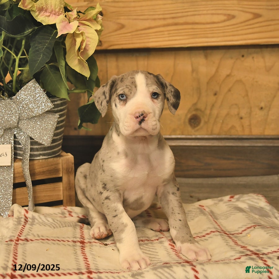 Great Dane dogs Archie  - Ad 16