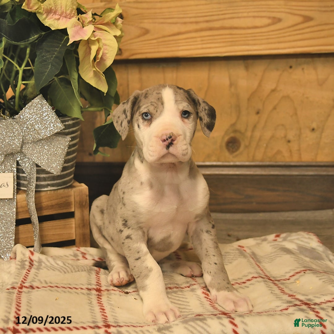 Great Dane dogs for sale: Archie  - Ad 1